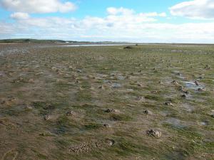 An intertidal seagrass bed at Cuthill Sands in the Dornoch Firth