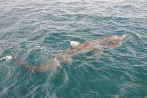 Elevated view of a feeding Basking shark