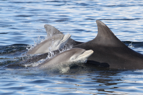 Two young Bottlenose dolphins swimiing alongside adult Bottlenose Dolphins
