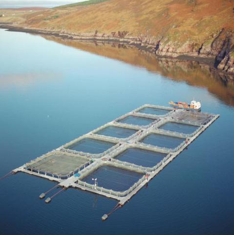 Finfish marine farm