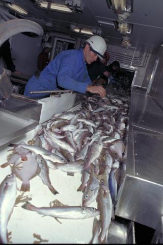 caught fish are sorted in the fish house of the MRV Scotia