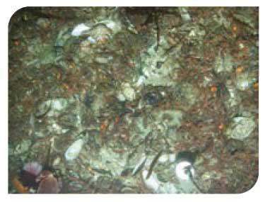Horse mussel (modiolus modiolus) beds on open coast circalittoral mixed sediments
