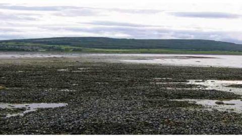 Intertidal blue mussel bed in the Dornoch Firth