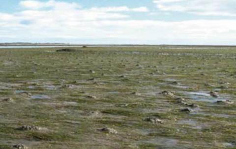 Intertidal seagrass bed in Dornoch Firth 