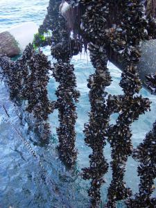 A line of Mussels ready for harvest