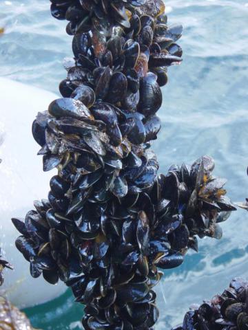 A cluster of Mussel