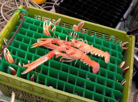 Nephrops displayed on a crate