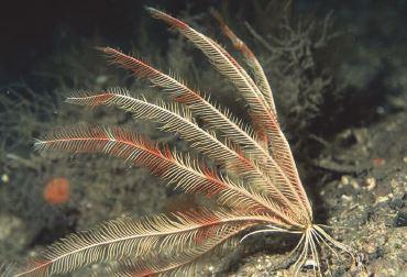 Northern Feather Star