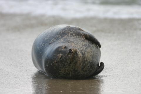 Seal on the beach at the waterline