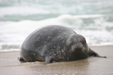A seal on the beach 