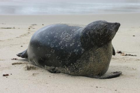 A seal on the beach 