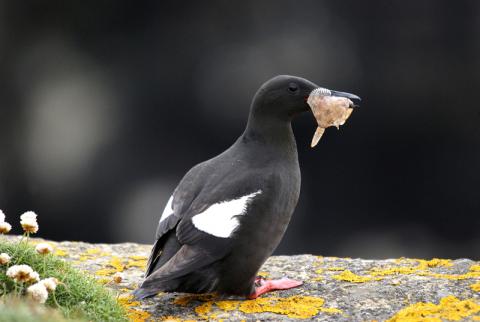 A Black Guillemot standing on a rock with food