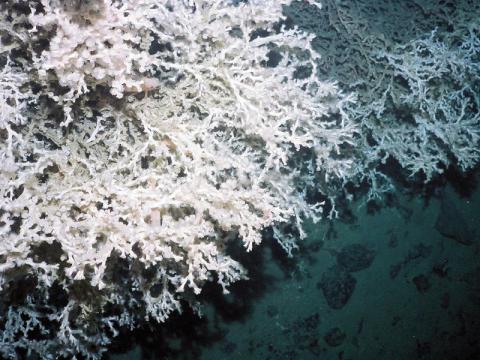 Cold Water Coral Lophelia on the seabed
