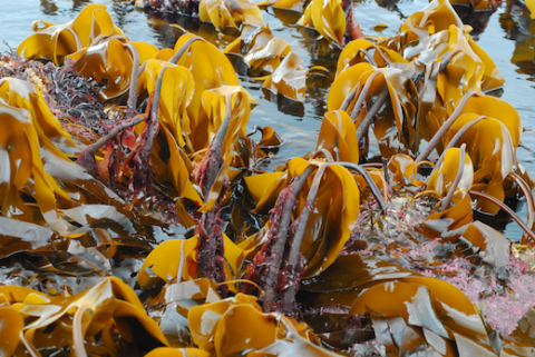 Laminaria Hyperborea seaweed