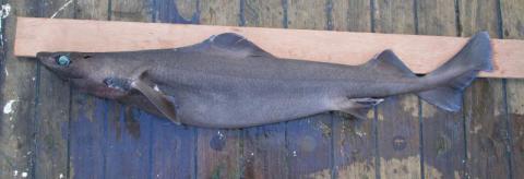 Leafscale gulper shark (Centrophorus squamosus) © F Neat (Marine Scotland)