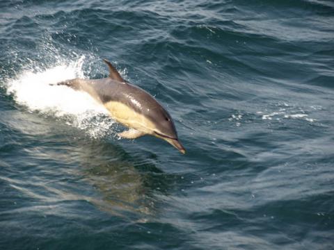 A Short-beaked Common Dolphin jumping out of the water