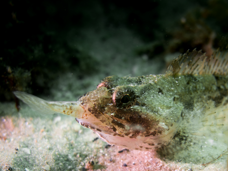 Figure 1a: Short spined sea scorpion eating fish © Lisa Kamphausen, NatureScot.