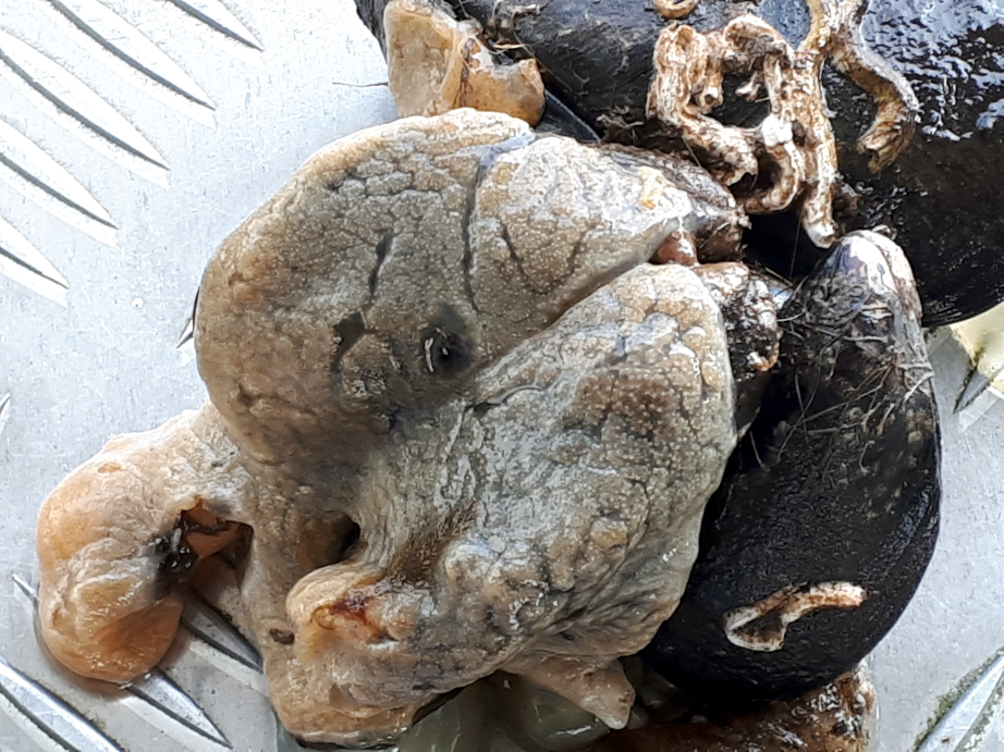 Carpet sea squirt on shellfish © Marine Scotland.
