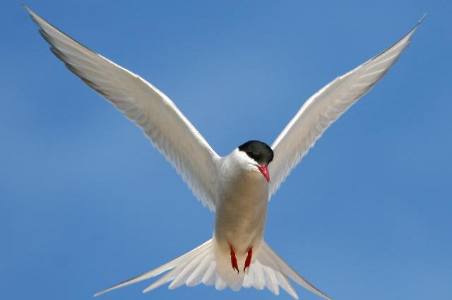 Terns (Arctic tern)