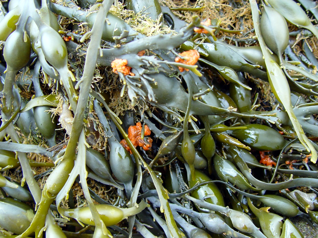 Figure 3: Egg or knotted wrack close-up © NatureScot.