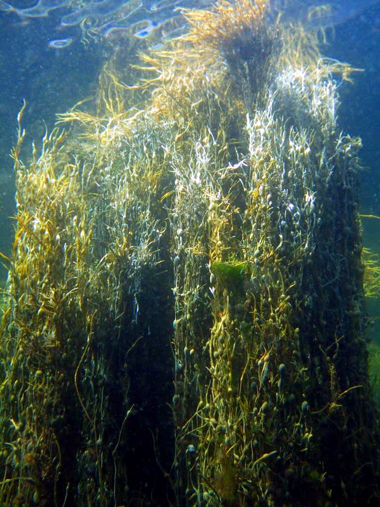 Figure a: Ascophyllum underwater © NatureScot.