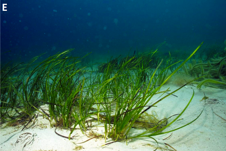 Biogenic habitat - seagrass bed © NatureScot