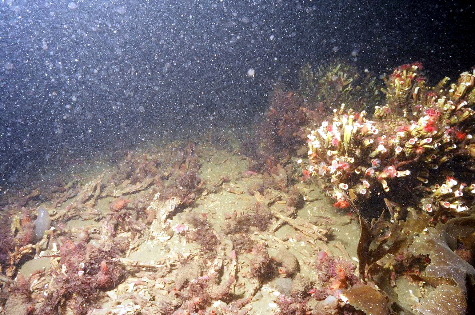 Figure 1. Edge of demersal fishing track through serpulid reef habitat in Loch Creran, Argyll, showing healthy reefs to the right and broken reef rubble within the track to the left.