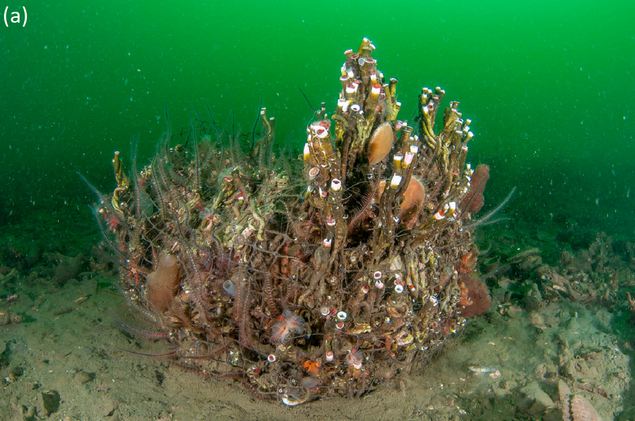 Examples of experimental colonisation substrates deployed in Loch Creran in 2012, net-enclosed scallop shells 