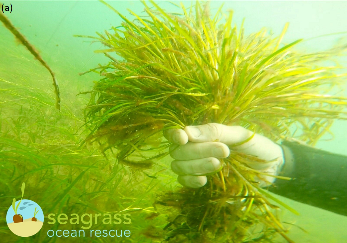 Reproductive seagrass shoots collected by Project Seagrass through the Sky Seagrass Ocean Rescue project