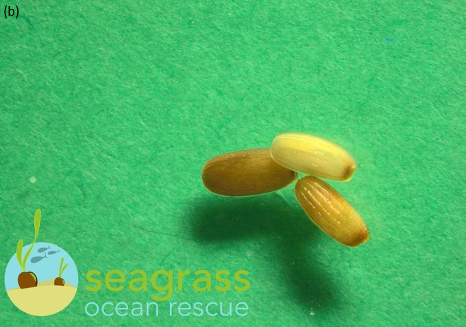 Reproductive seagrass seeds collected by Project Seagrass through the Sky Seagrass Ocean Rescue project