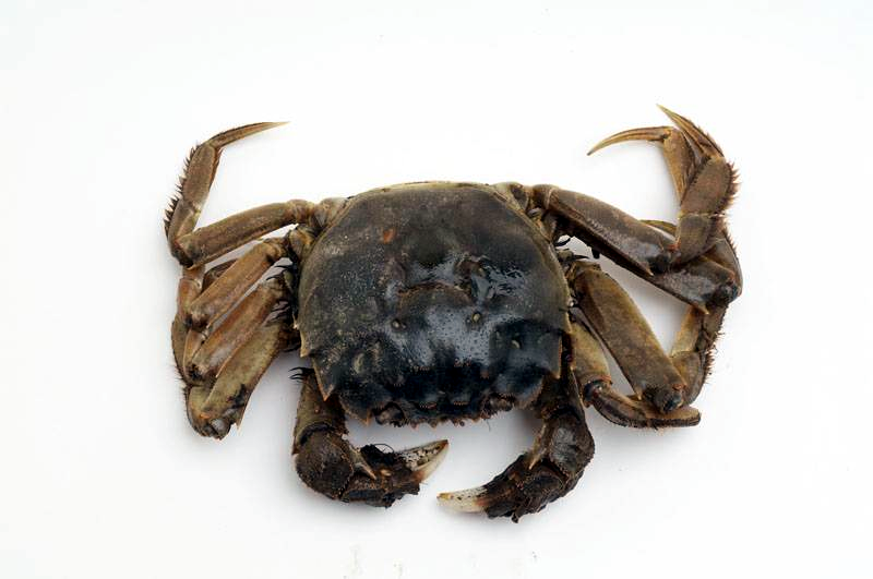 Figure e:Chinese mitten crab © Crown Copyright 2009 The Food and Environment Research Agency.