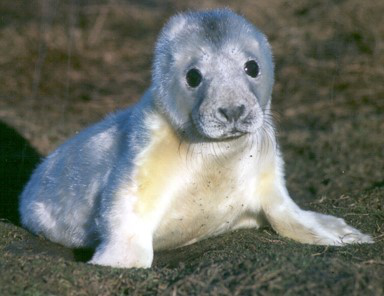 Figure 1: Fasting grey seal pups on the Isle of May. © SMRU.