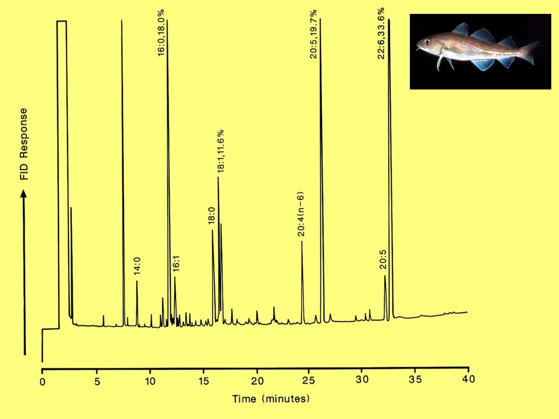 Analysis of the fatty acids from Atlantic cod (Gadus morhua) white muscle 