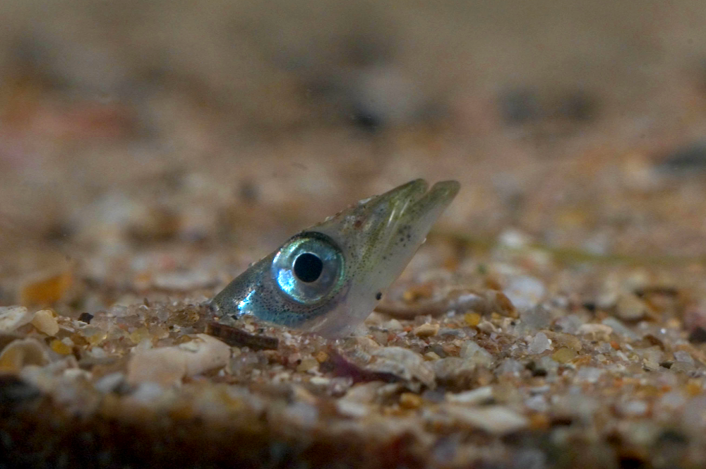 British Marine Life: Sand Eel - exact species unknown