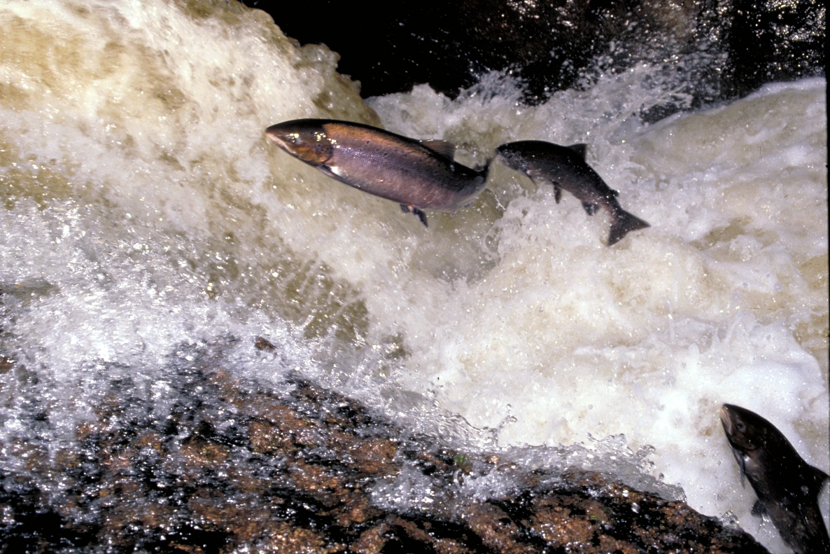 Atlantic salmon on their return migration © Marine Scotland
