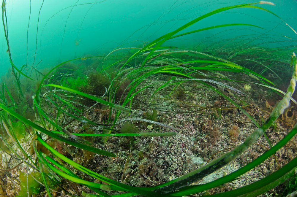 Seagrass and maerl bed © Ben James/NatureScot