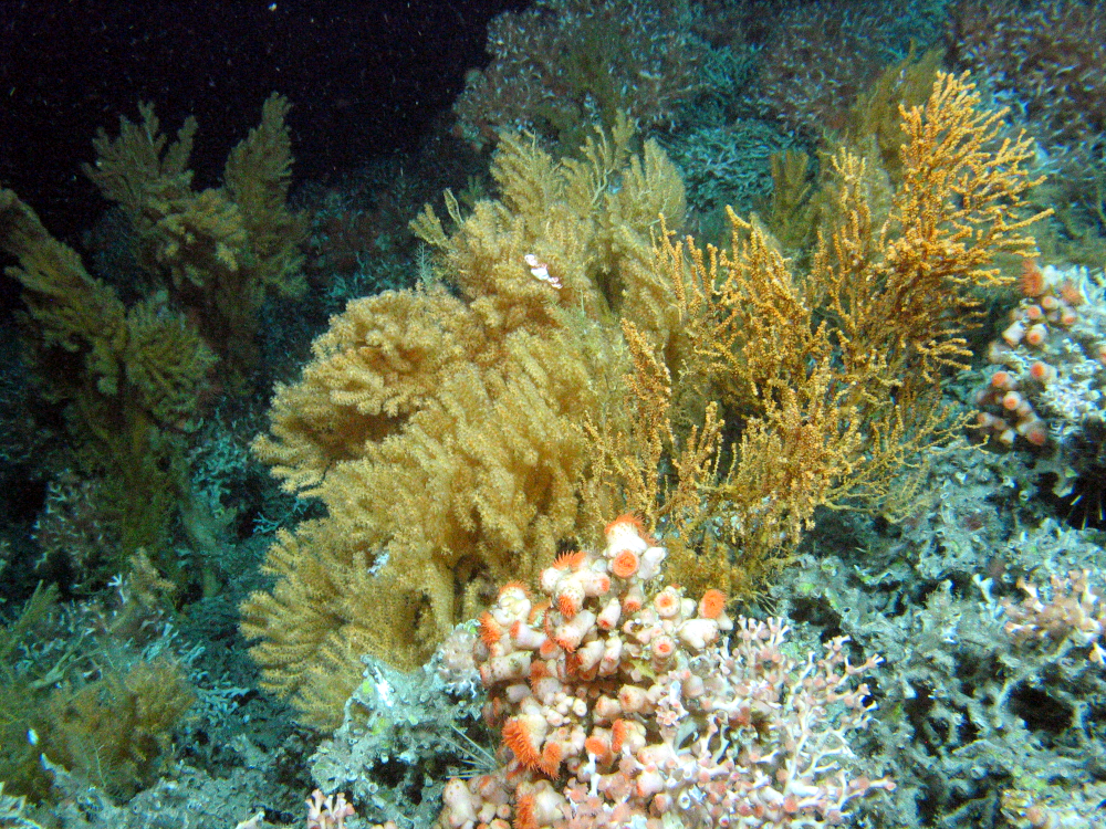 Coral garden with gorgonians (Placogorgia sp and others) and anenomes. © Murray Roberts, Edinburgh University