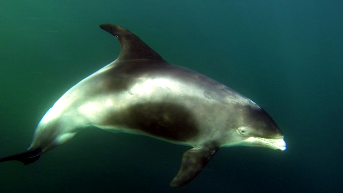 White-beaked dolphin © Ben Burville