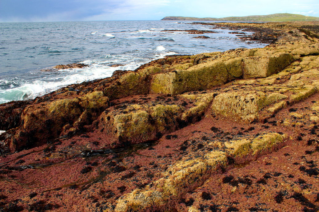 A very wave-exposed shore dominated by pink coralline algae and barnacles, Barra, Borve Point (Outer)