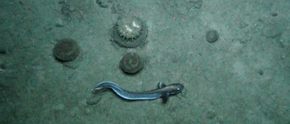 Figure 5: Sponges (and a roundnose grenadier) at Rosemary Bank, located to the north-east of the Rockall Trough, in the deep waters off western Scotland.