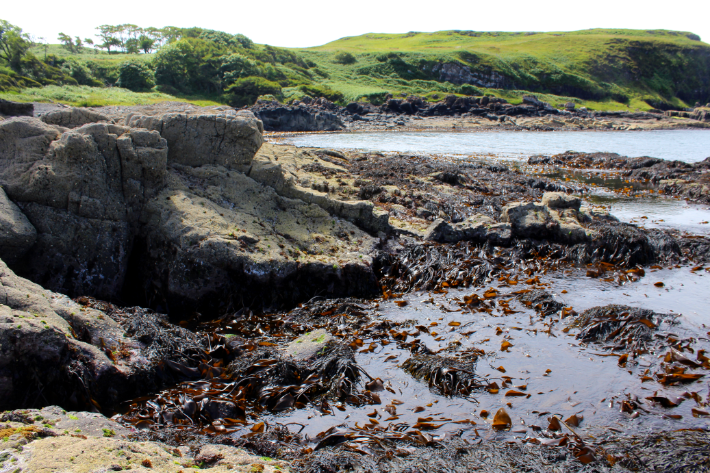 A semi-exposed shore with upper-shore barnacles and lower-shore algae (Fucus serratus) and exposed kelp (Laminaria digitata) (Glengorm, Mull, July 2014)