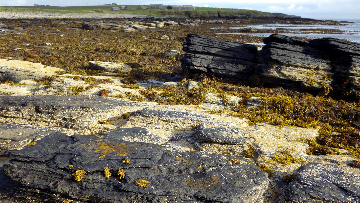 A fairly sheltered shore, Long Geo, Orkney Mainland