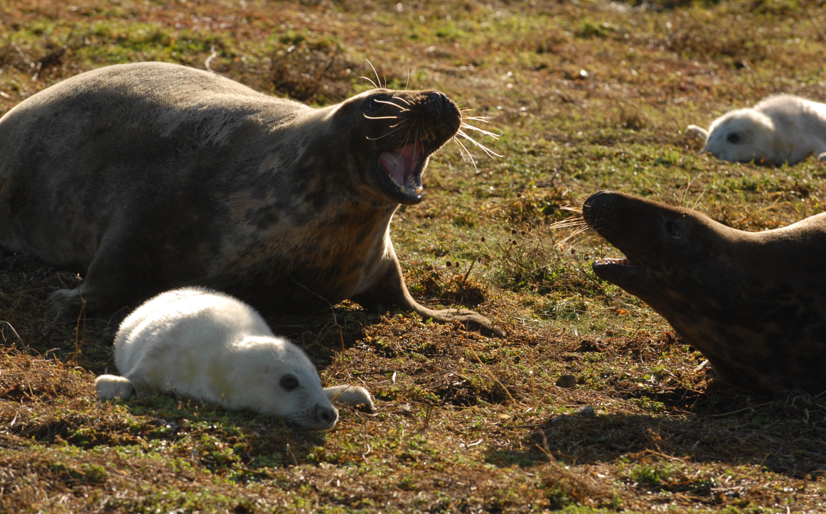 Grey seal female with pup © K Robinson, SMRU