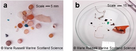 Figure 1: Examples of plastic material collected in the sampling net. This includes nurdles (a) and fibres and film (b). Note the larger scale for (b).