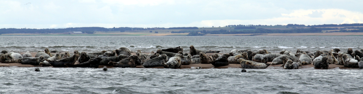 Grey seals hauled out in the summer © Monica Arso, SMRU