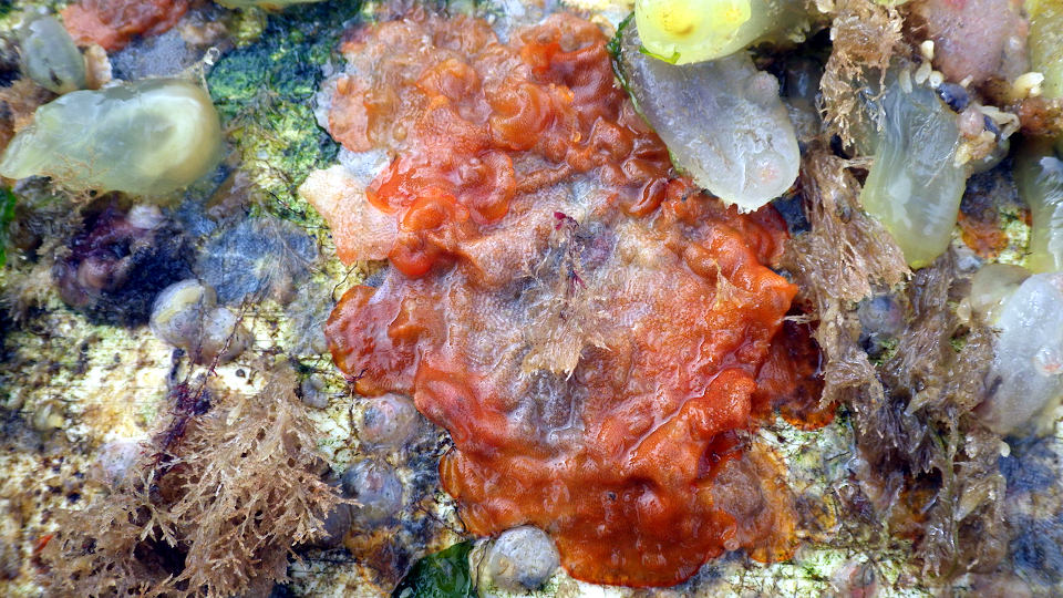 Schizoporella japonica Kirkwall marina