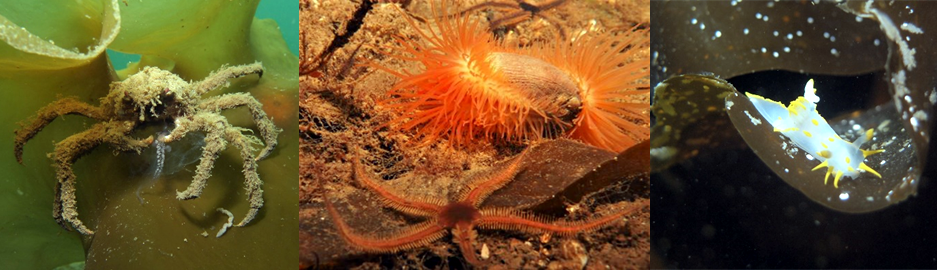 great spider crab (Hyas araneus); flame shells (Limaria hians); brittle stars (Ophiothrix fragilis) © Alasdair O’Dell