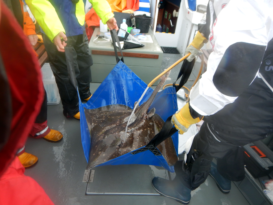 A skate is lifted safely back to the water using a square tarpaulin with corner handles