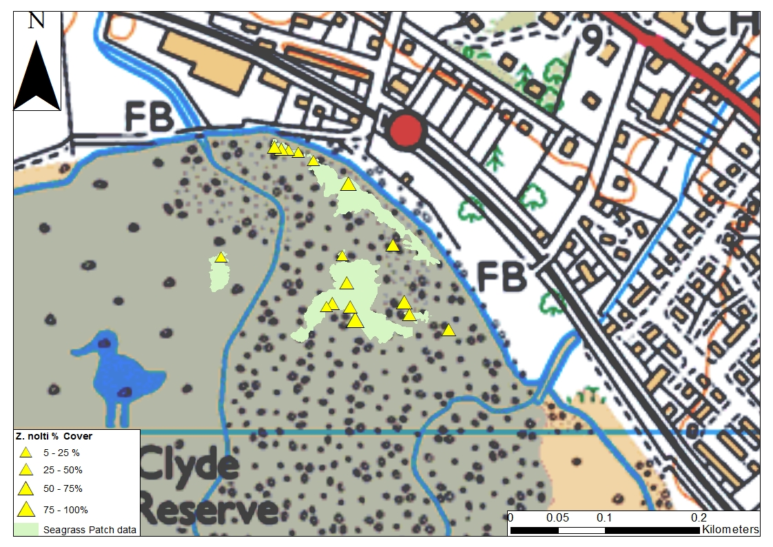 Seagrass species distribution and extent at Cardross, Clyde Estuary 2016