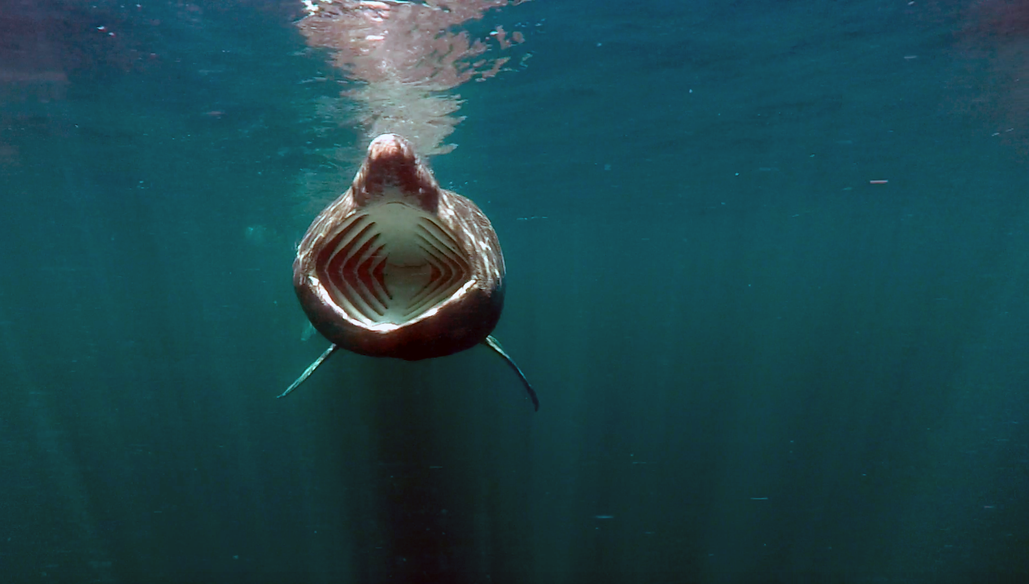 Figure 1: Basking shark feeding in the Sea of the Hebrides. © Amy Kukulya, Oceanographic Systems Lab, WHOI.